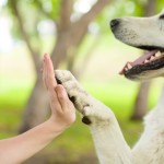 dog bite liability and Hemet homeowners insurance