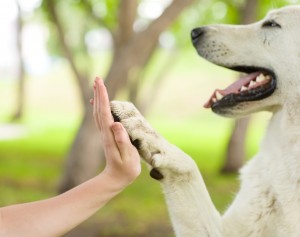dog bite liability and Hemet homeowners insurance
